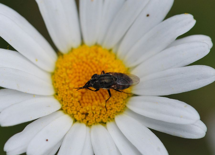 La vita in un fiore